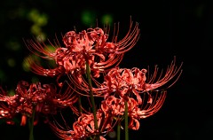 彼岸花