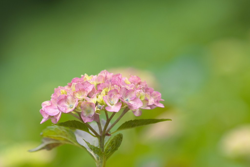 紫陽花1