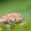 紫陽花1