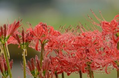 雨の彼岸花２