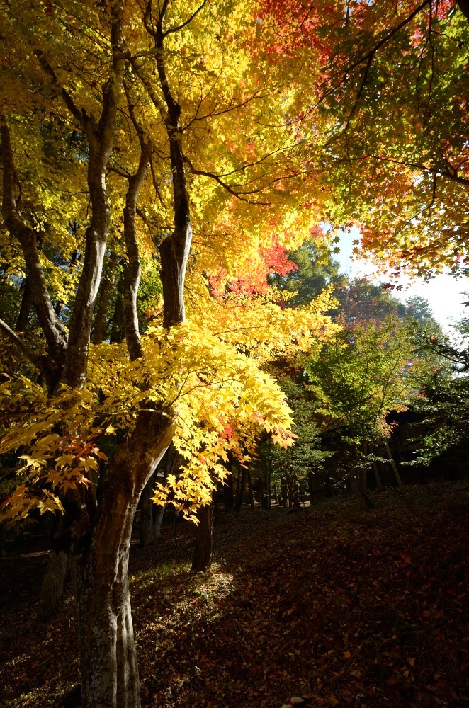 飛騨の里紅葉5
