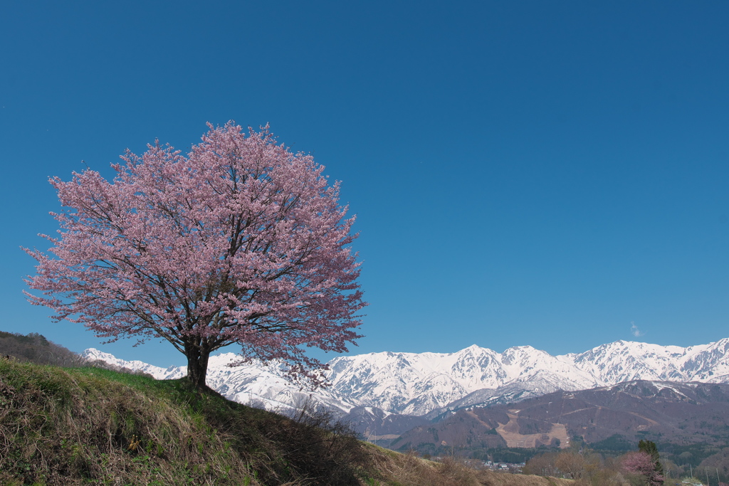 野平の一本桜