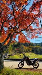紅葉見っけ。