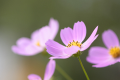 秋桜