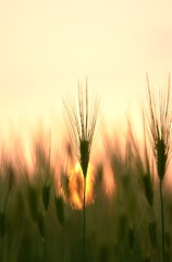 夕日の麦畑