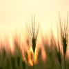 夕日の麦畑