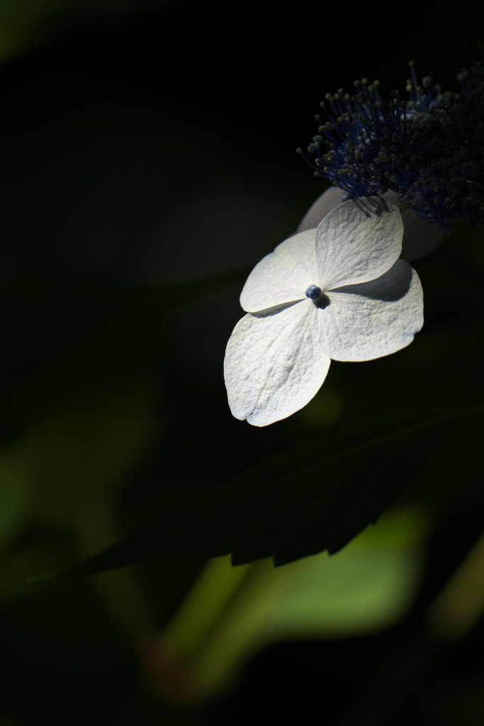 紫陽花2