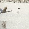 白鳥飛