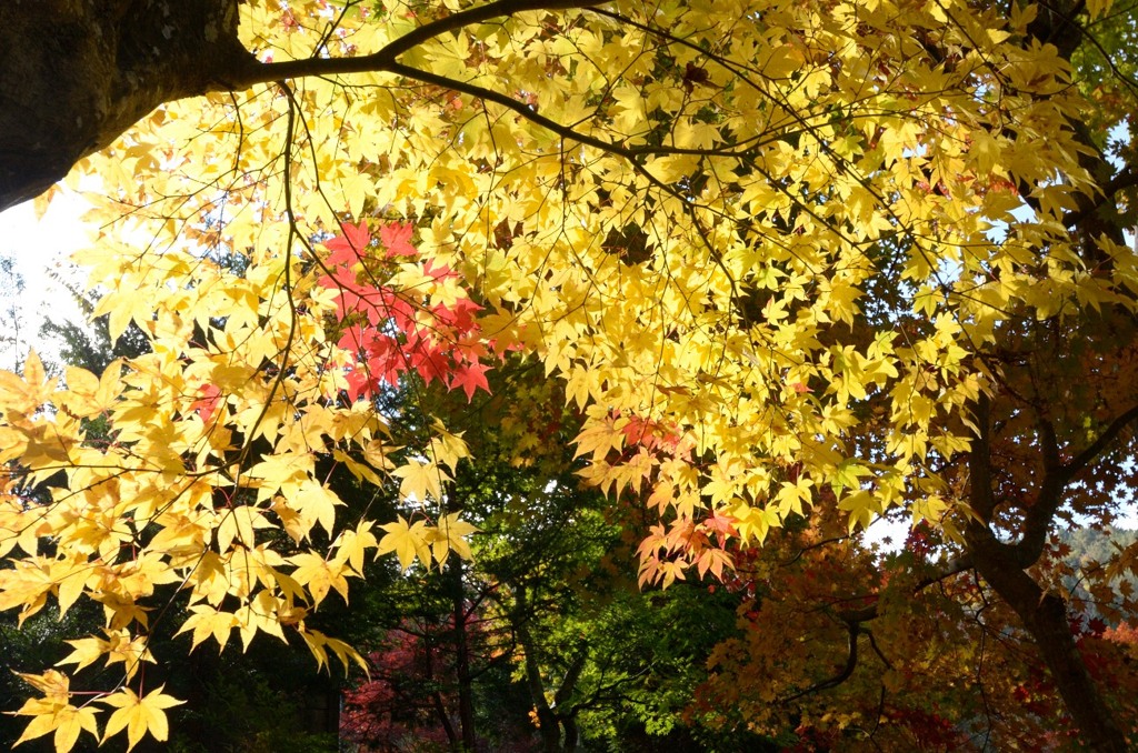 飛騨の里紅葉4