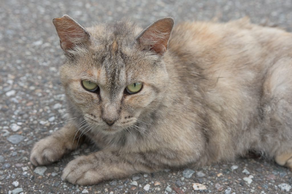 ねこ13