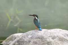 カワセミ8
