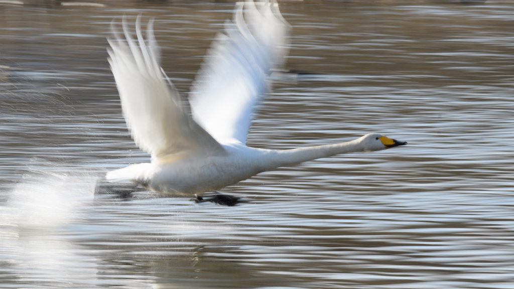 白鳥流し撮り