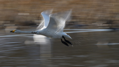白鳥流し撮り3