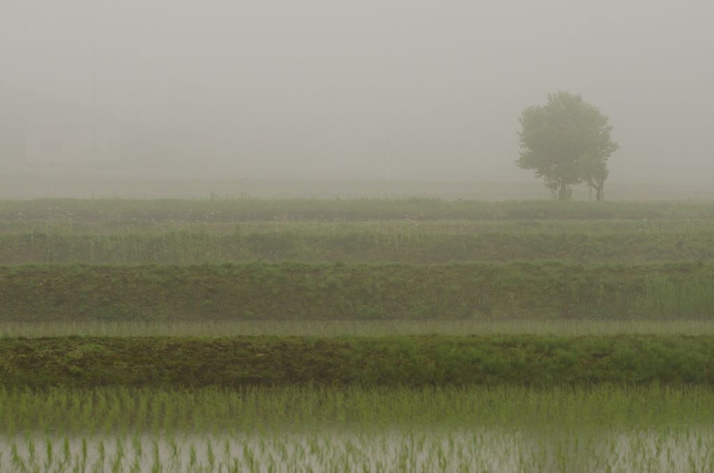 雨天水田