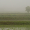 雨天水田