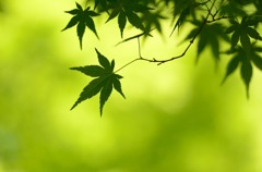 晴れモミジ
