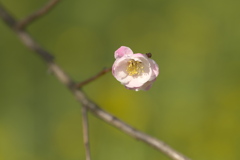 春を待ちきれず3