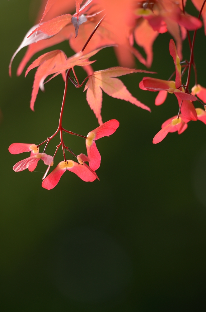 春紅葉