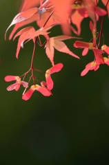 春紅葉
