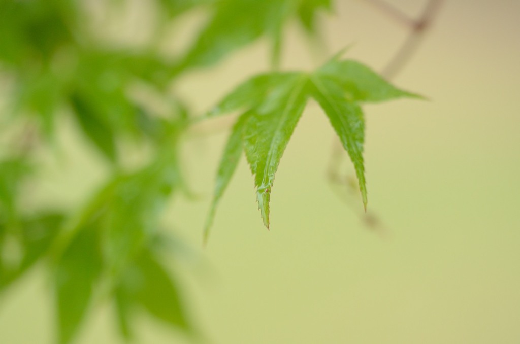 雨モミジ6