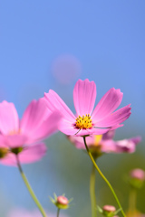 秋桜
