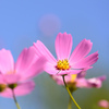 秋桜