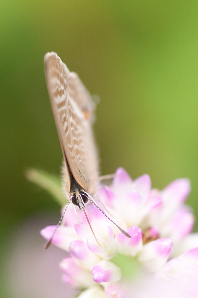 ミゾソバ吸蜜中