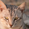 ねこ15