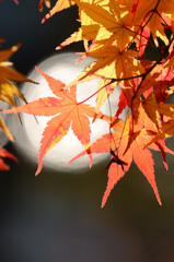 紅葉１