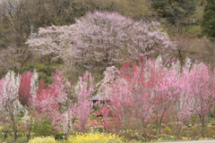 ハナモモと桜