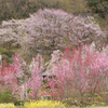 ハナモモと桜