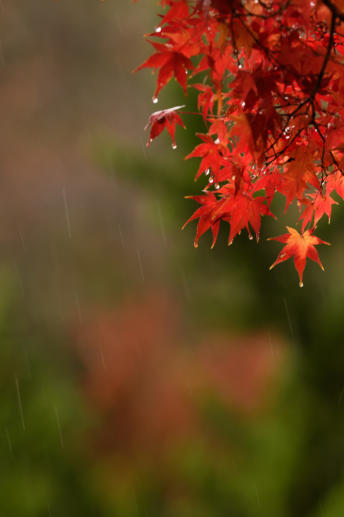 雨中