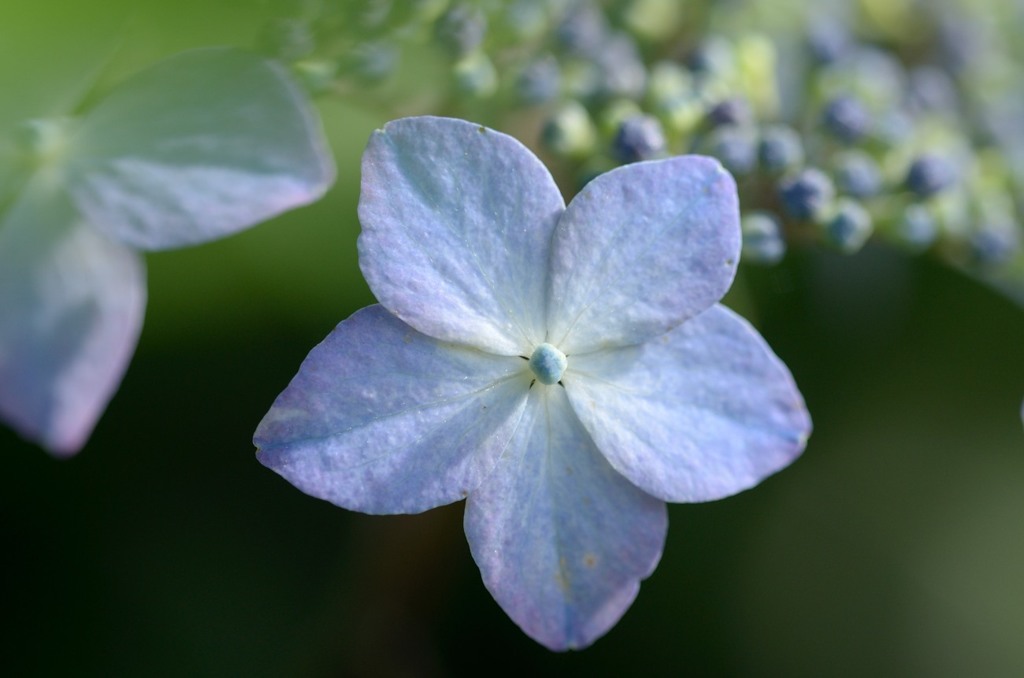 紫陽花5