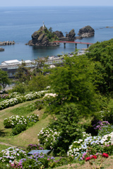 大王あじさい園