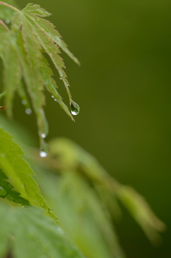 雨モミジ