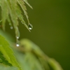 雨モミジ