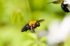 虫撮り(クマバチ)