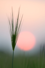 夕日と麦