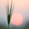 夕日と麦