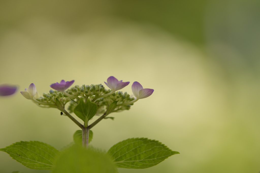 紫陽花6