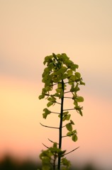 菜の花畑に...