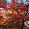 高岡古城公園7