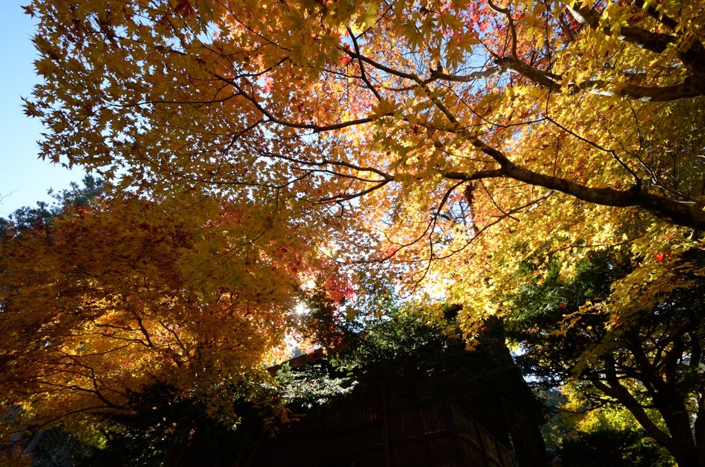 飛騨の里紅葉8