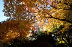 飛騨の里紅葉8