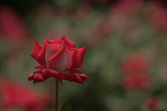 薔薇8