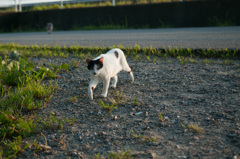 ねこ