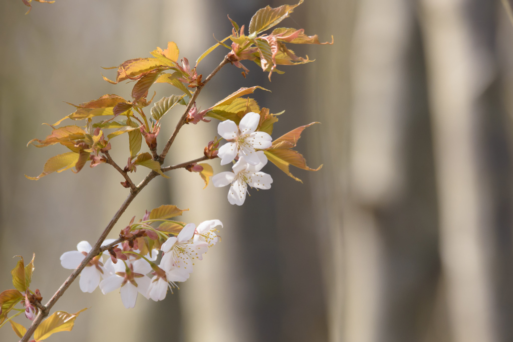 山桜1
