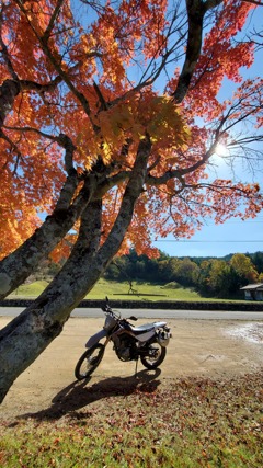 紅葉見っけ