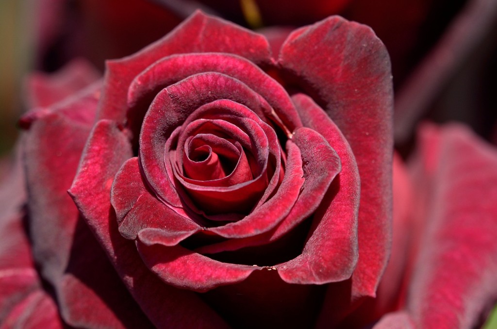 薔薇 ビロード By Nishi Id 写真共有サイト Photohito 薔薇 ビロード By Nishi Id 写真共有サイト Photohito