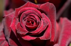 薔薇　ビロード
